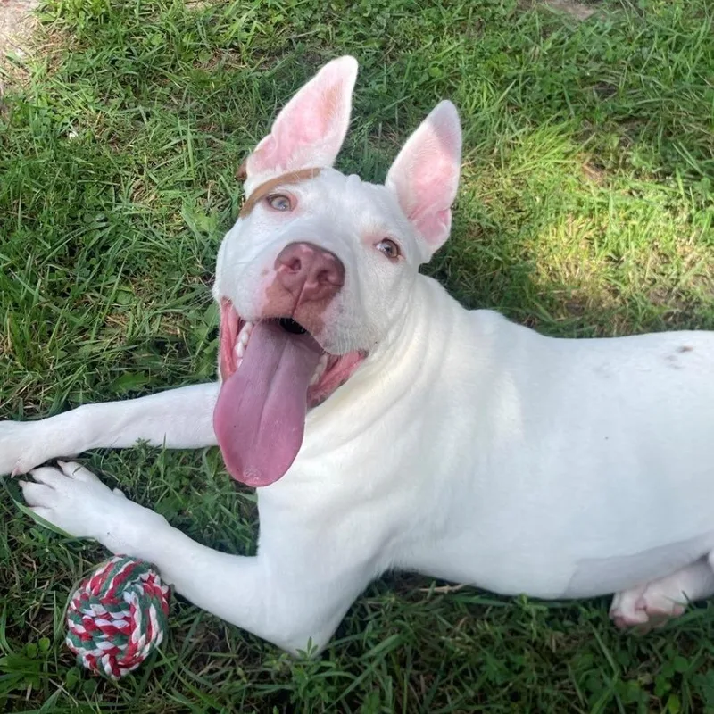 A young medium-sized female Pit Bull Terrier dog named Rosette for adoption in East Hanover, NJ