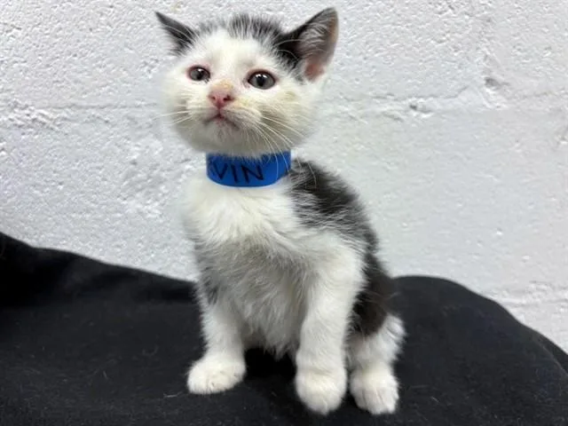 A baby small-sized male Domestic Short Hair cat named Marvin The Martian for adoption in Saint Louis, MO