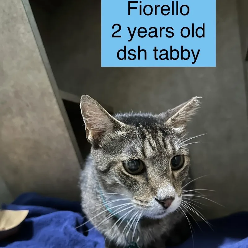 An adult large-sized male Black & White / Tuxedo Domestic Short Hair cat named Fiorello for adoption in Tampa, FL