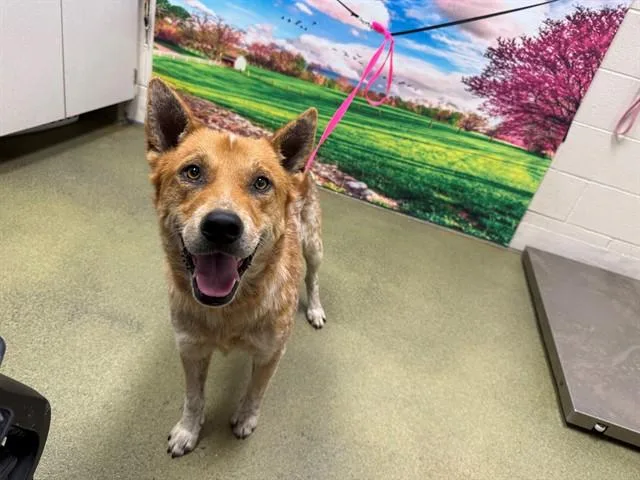 An adult medium-sized male Australian Cattle Dog / Blue Heeler dog named A for adoption in Moreno Valley, CA