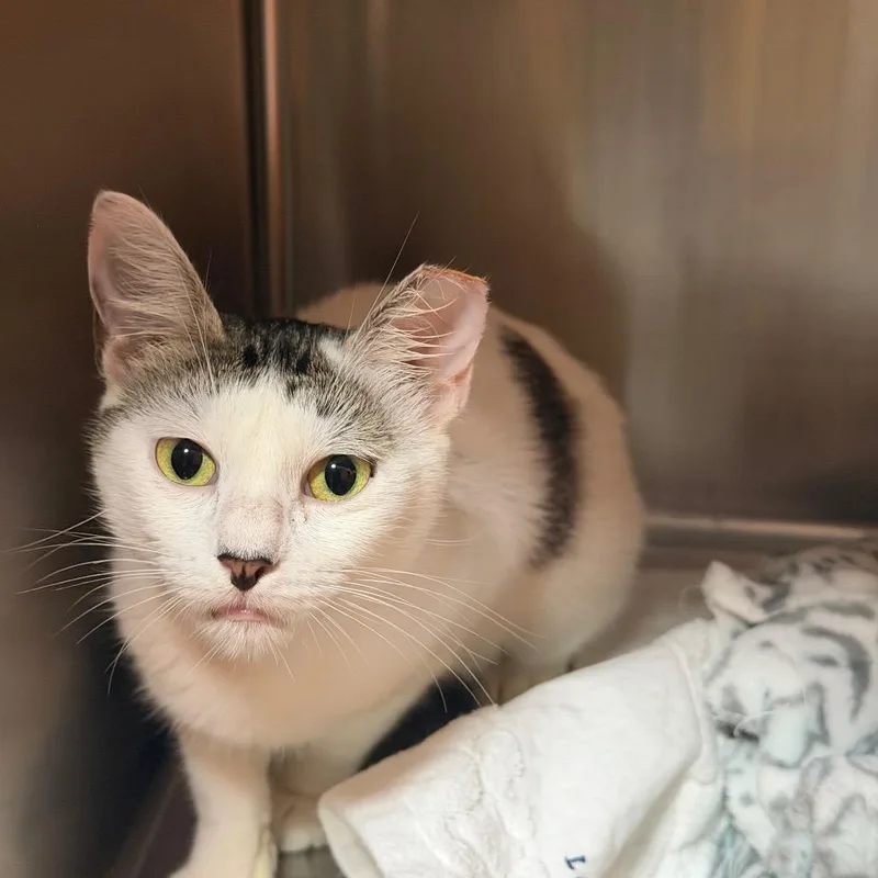 A young medium-sized female Brown / Chocolate Domestic Short Hair cat named Rabbit for adoption in Pensacola, FL