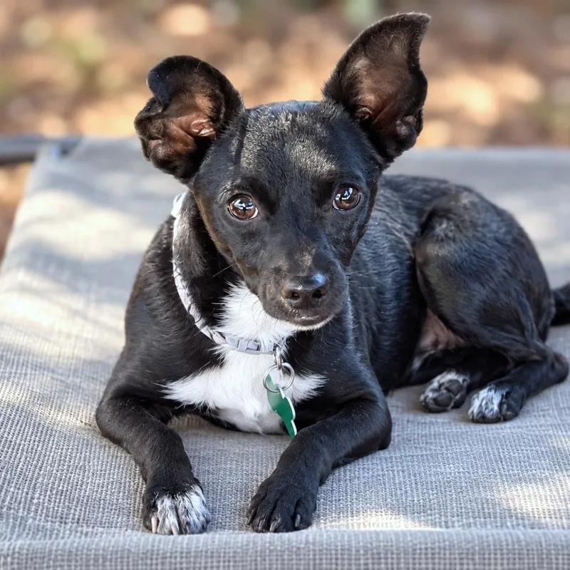 A young small-sized male Chihuahua dog named Toro for adoption in Boerne, TX