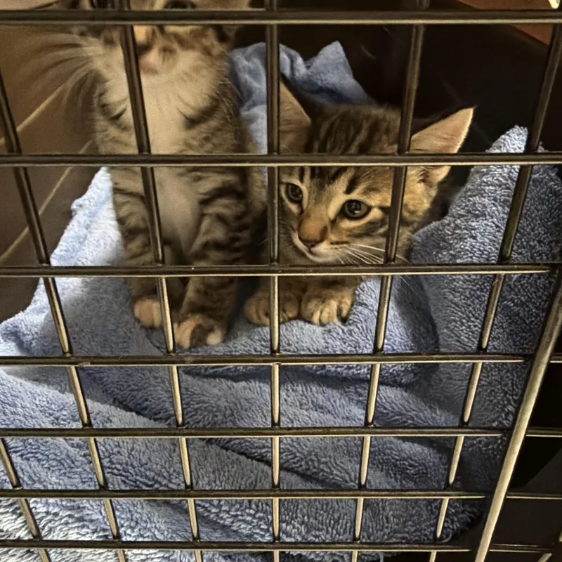 A baby small-sized male Tabby (Gray / Blue / Silver) Domestic Short Hair cat named Jack for adoption in Orange, CA