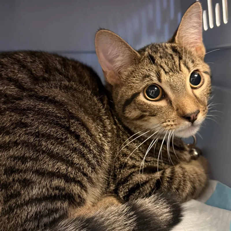 A young medium-sized male Domestic Short Hair cat named Sinba for adoption in Ewing, NJ