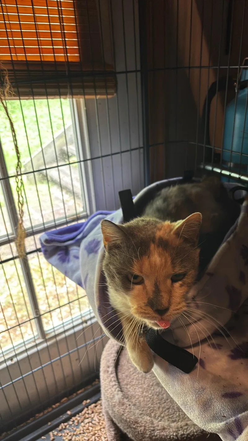 An adult medium-sized female Domestic Short Hair cat named Gertrude for adoption in Ranson, WV