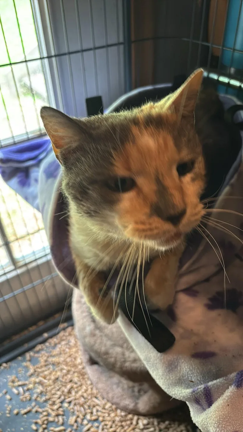 Gertrude thumbnail 3