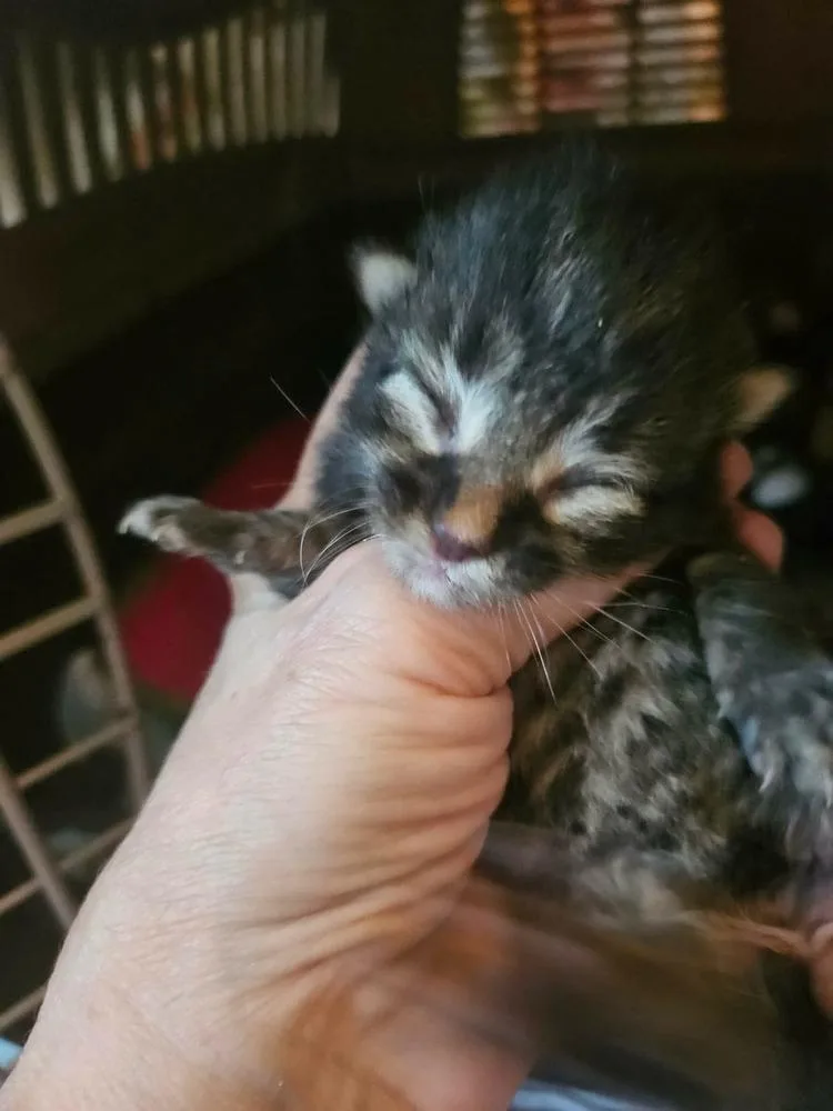 A baby small-sized male Brown / Chocolate Domestic Short Hair cat named Constitution for adoption in Poplar Grove, IL
