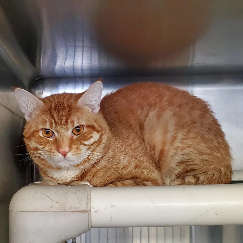 A young medium-sized male Tabby (Orange / Red) Domestic Short Hair cat named Mango for adoption in Jersey city, NJ