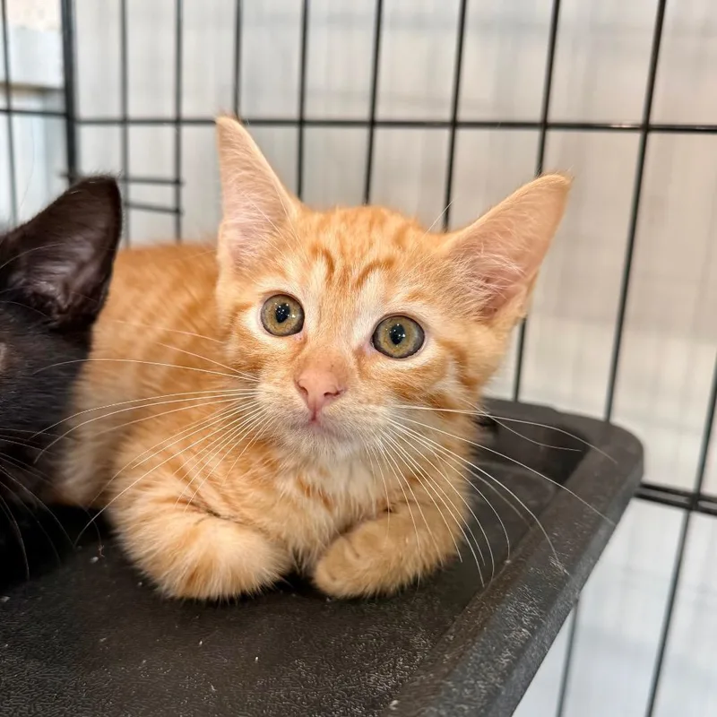 A baby small-sized male Orange / Red Domestic Short Hair cat named Jason for adoption in Bradenton, FL