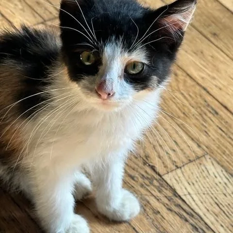 A baby medium-sized female Calico Domestic Short Hair cat named Kirby for adoption in Minneapolis, MN