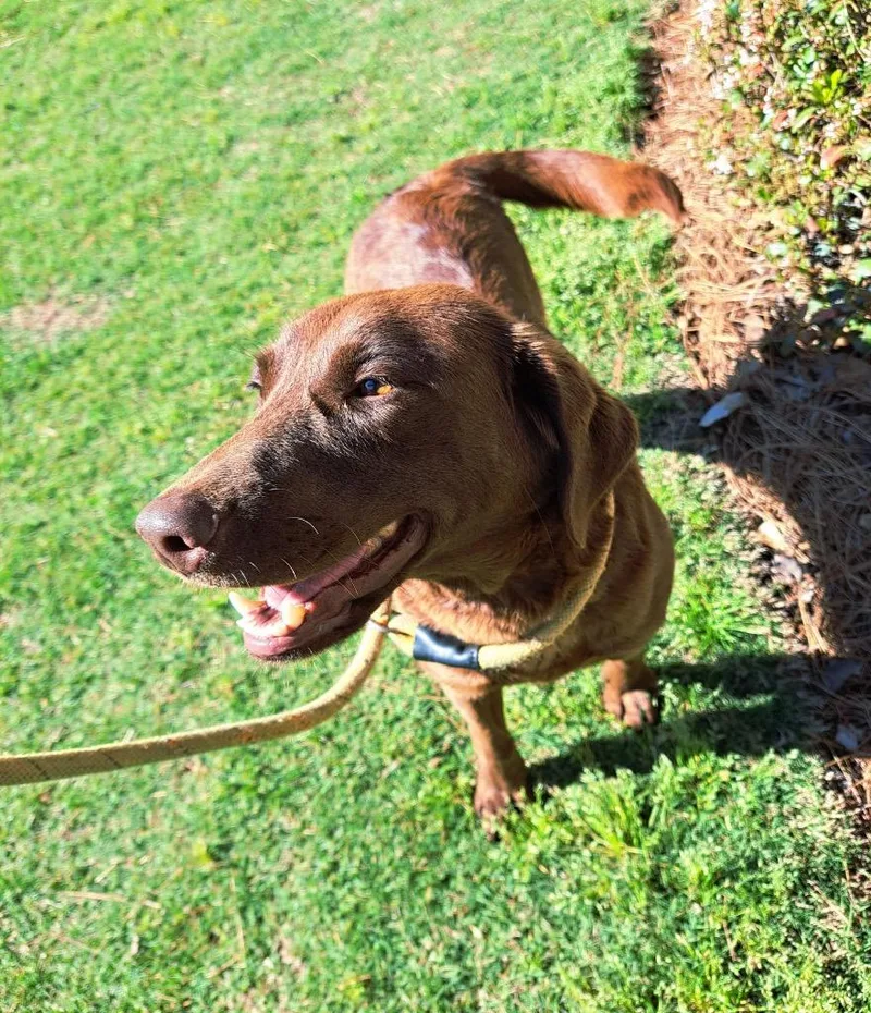 A young medium-sized female Labrador Retriever dog named Remi for adoption in Douglasville, GA