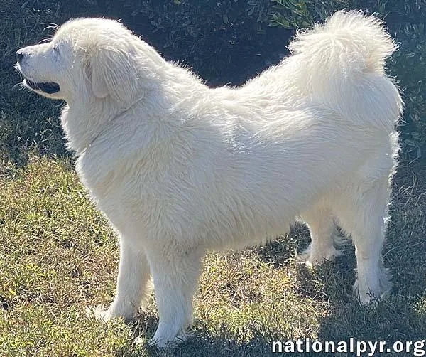 A young large-sized female White / Cream Great Pyrenees dog named Princess in TN  for adoption in Beacon, NY