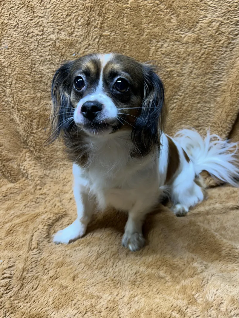 An adult small-sized female Cavalier King Charles Spaniel dog named Mocha for adoption in Elyria, OH