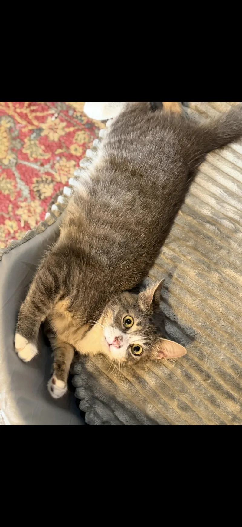 A young small-sized male Tabby (Gray / Blue / Silver) American Shorthair cat named Finn for adoption in Brooklyn, NY