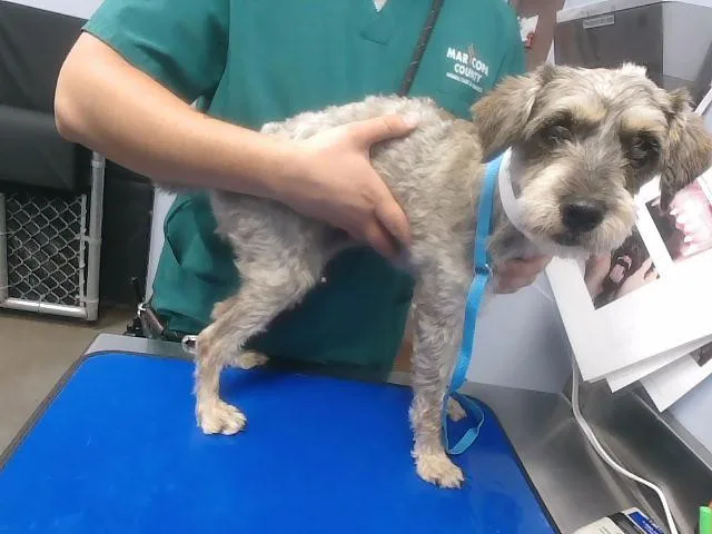 An adult small-sized female Maltese dog named Granny Smith for adoption in Phoenix, AZ