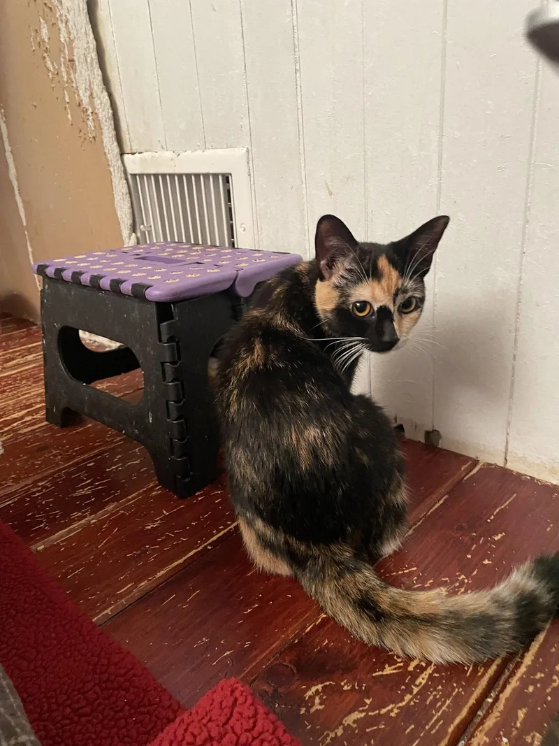 A young medium-sized female Domestic Short Hair cat named Collie cuties for adoption in Trenton, NJ