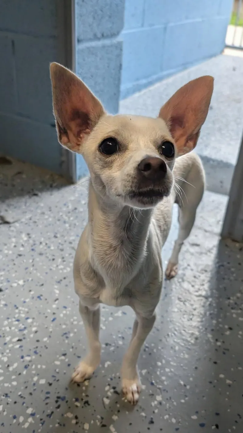 A baby small-sized female White / Cream Chihuahua dog named Farrah for adoption in Benson, AZ