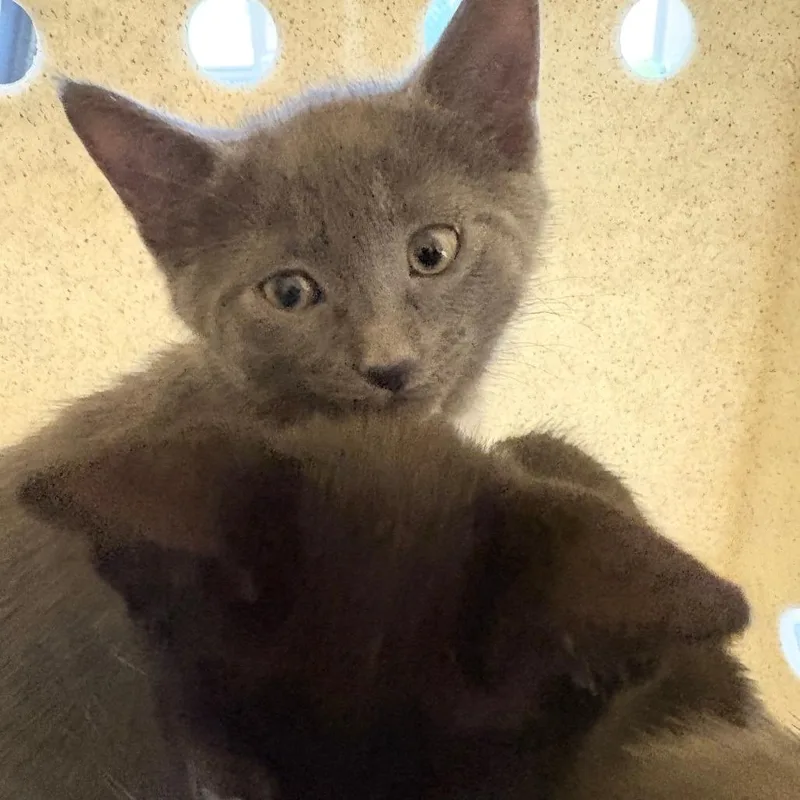 A baby small-sized female Gray / Blue / Silver Domestic Short Hair cat named Tent for adoption in Philadelphia, PA