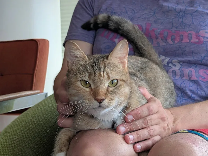 An adult medium-sized female Domestic Short Hair cat named Sierra for adoption in Brooklyn, NY