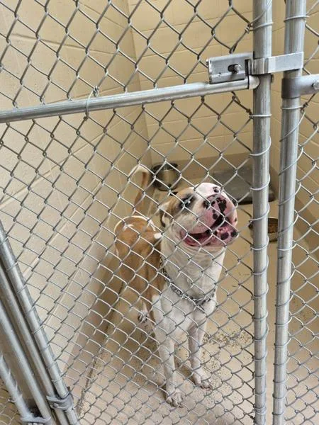 An adult large-sized male American Bulldog dog named Ic for adoption in Lawrenceville, GA