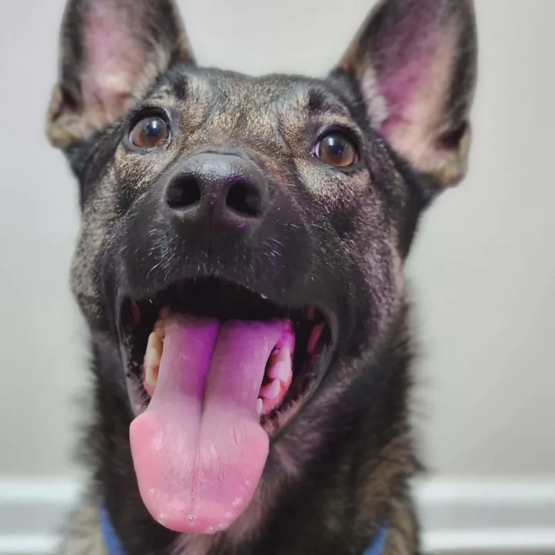 An adult medium-sized female Belgian Shepherd / Malinois dog named Nova for adoption in Atoka, TN