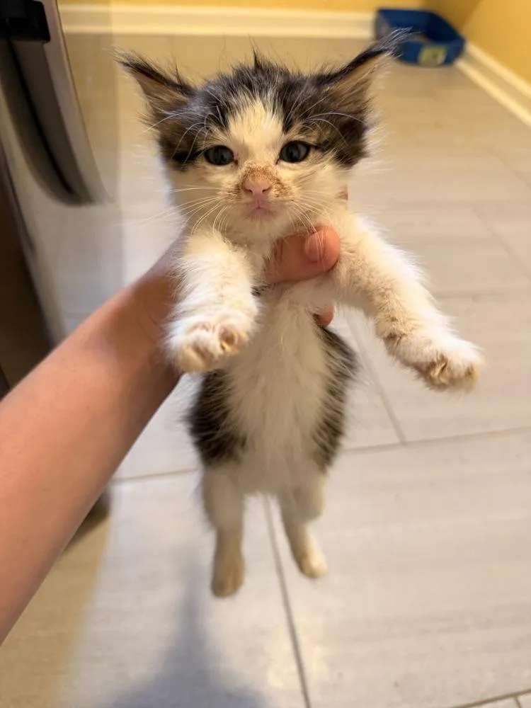 A baby medium-sized female Domestic Long Hair cat named Old Deuteronomy for adoption in North Brunswick, NJ