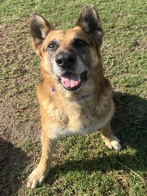 An adult large-sized male German Shepherd Dog dog named Riddick for adoption in Riverside, CA