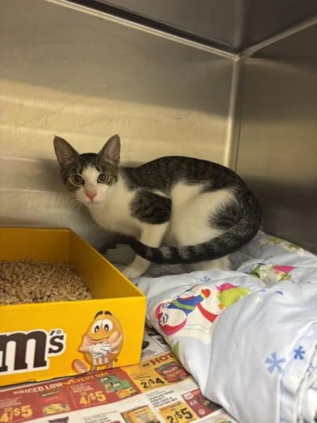 An adult small-sized female Domestic Short Hair cat named Sable for adoption in Virginia Beach, VA