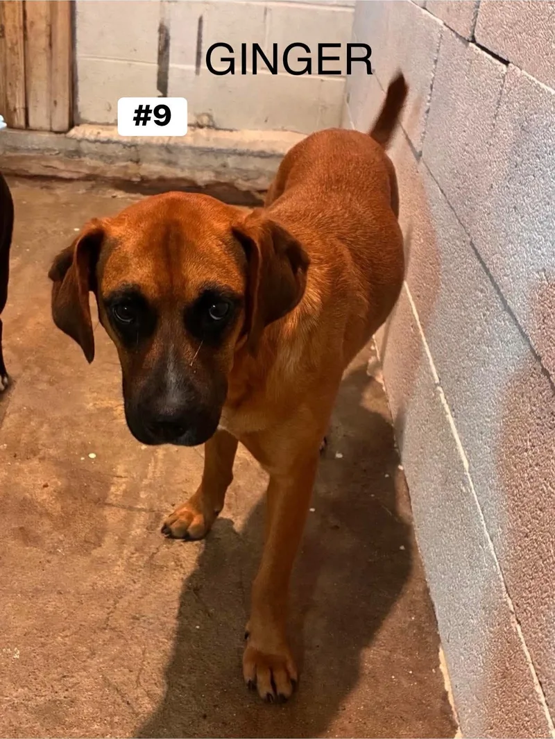 A young medium-sized female Mixed Breed dog named Ginger for adoption in Seth, WV