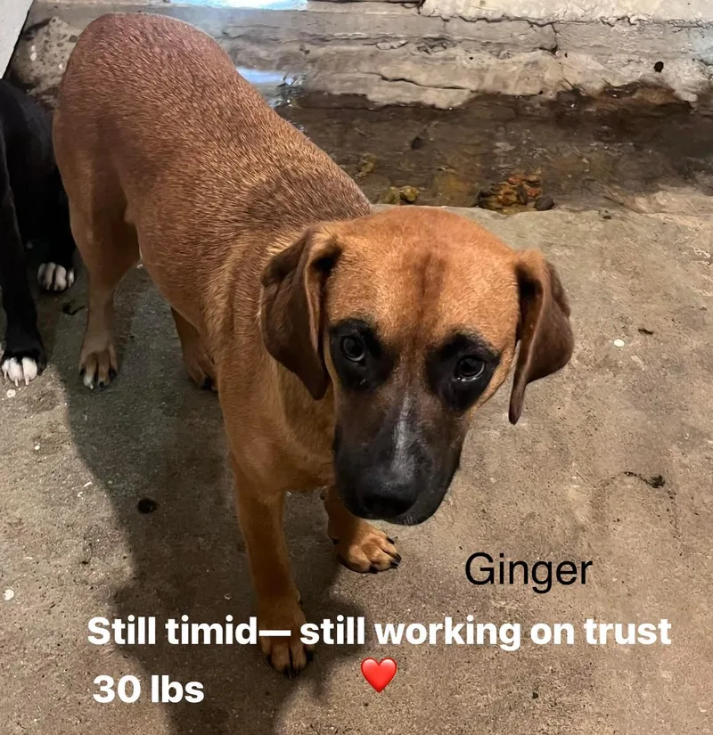 Ginger thumbnail 2