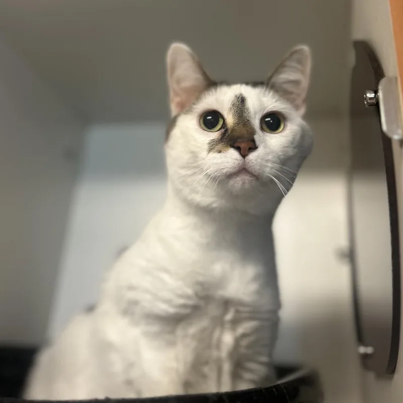 An adult medium-sized female White Domestic Short Hair cat named Penny Fka Penelope for adoption in Troy, IL