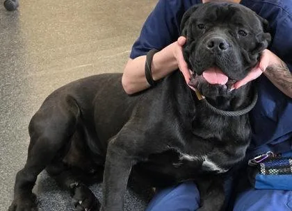 An adult large-sized male Cane Corso dog named Drogo for adoption in Roseville, CA