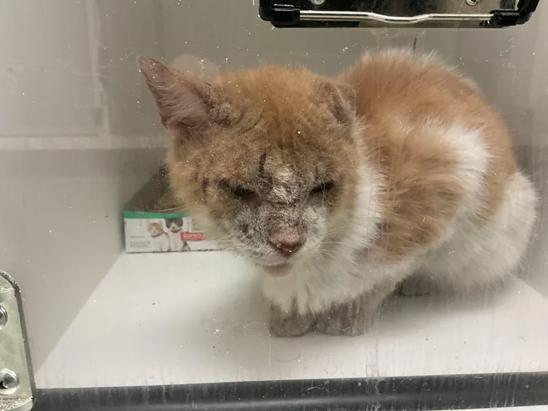 An adult large-sized male Domestic Short Hair cat named A for adoption in Ontario, CA