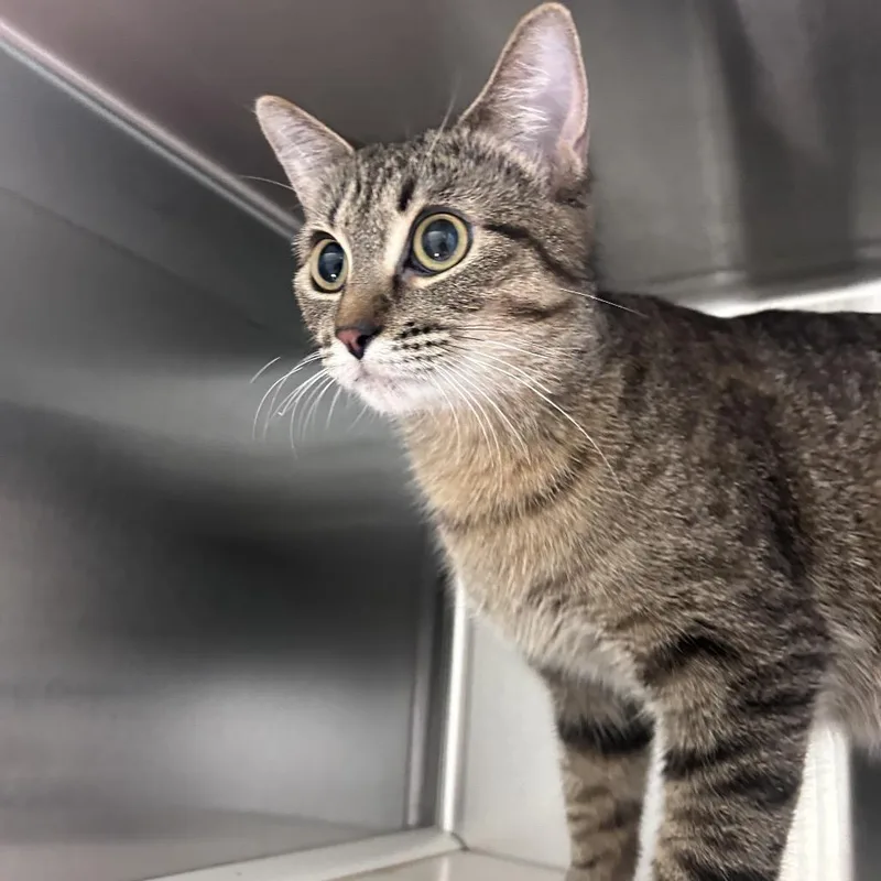 A young medium-sized female Gray / Blue / Silver Domestic Short Hair cat named Andromeda for adoption in Norman, OK