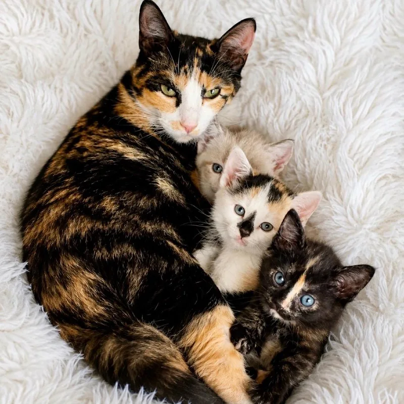 A baby small-sized female Domestic Short Hair cat named Prue for adoption in Hannibal, MO