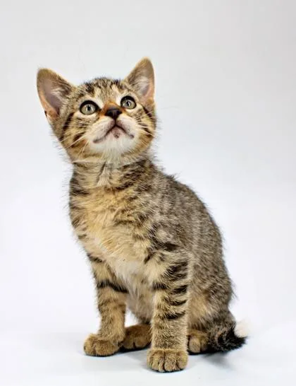 A baby small-sized male Domestic Short Hair cat named Clover for adoption in Morton Grove, IL