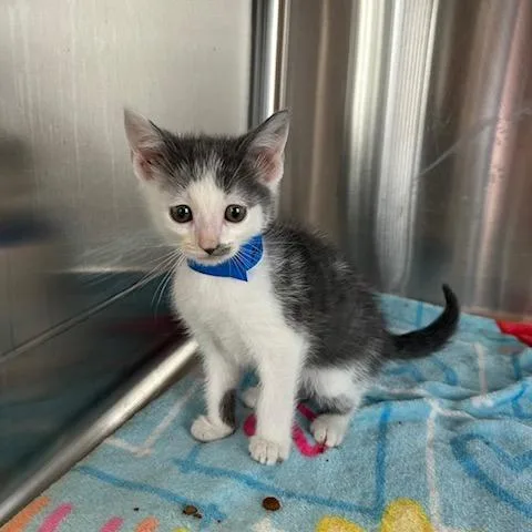 A baby small-sized male Gray / Blue / Silver Domestic Short Hair cat named Fried Rice for adoption in Knoxville, TN