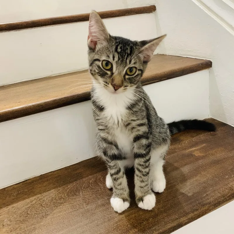 An adult extra large-sized male Brown / Chocolate Domestic Short Hair cat named Joshua Tree for adoption in Los Angeles, CA