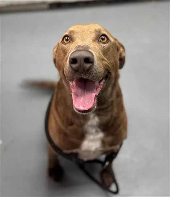 An adult large-sized male Labrador Retriever dog named Andre for adoption in Peoria, IL