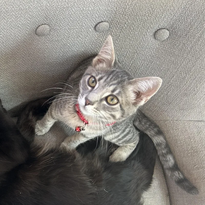 A baby small-sized male Tabby (Gray / Blue / Silver) Domestic Short Hair cat named Moth for adoption in San Luis Obispo, CA