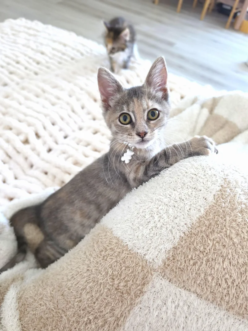 A baby small-sized female Dilute Tortoiseshell cat named Brulee for adoption in Orange, CA