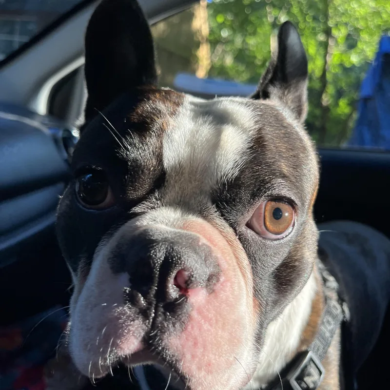 A young medium-sized male Brindle Boston Terrier dog named Woodrow for adoption in Marion, NC