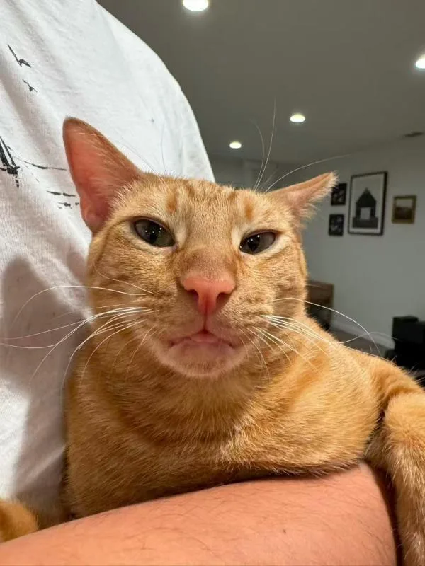A young small-sized male Orange / Red Domestic Short Hair cat named Cheeto for adoption in Sunnyvale, CA