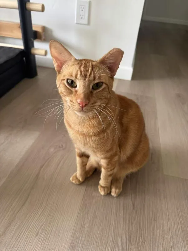 Cheeto thumbnail 2