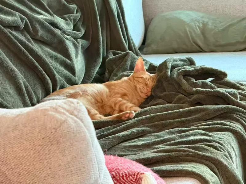 Cheeto thumbnail 6