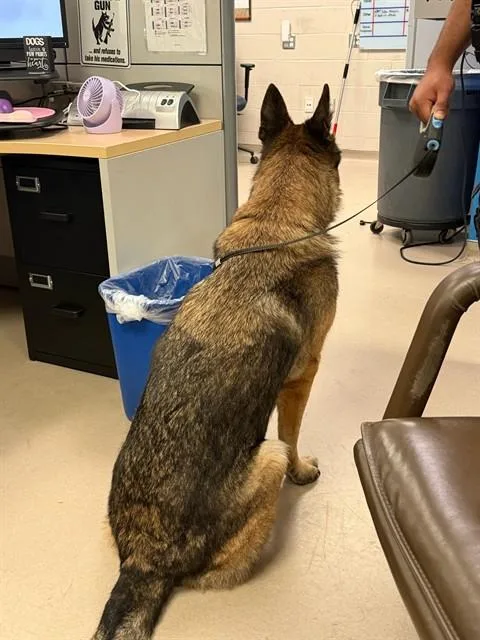 A senior large-sized male German Shepherd Dog dog named Juan Carlo for adoption in Dallas, TX