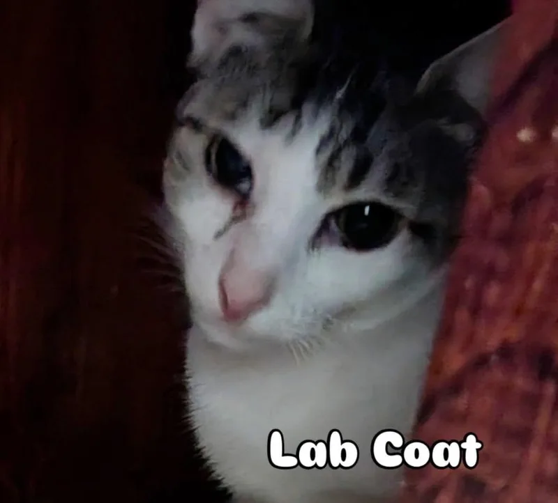 An adult small-sized female Domestic Short Hair cat named Labcoat for adoption in Gorham, ME