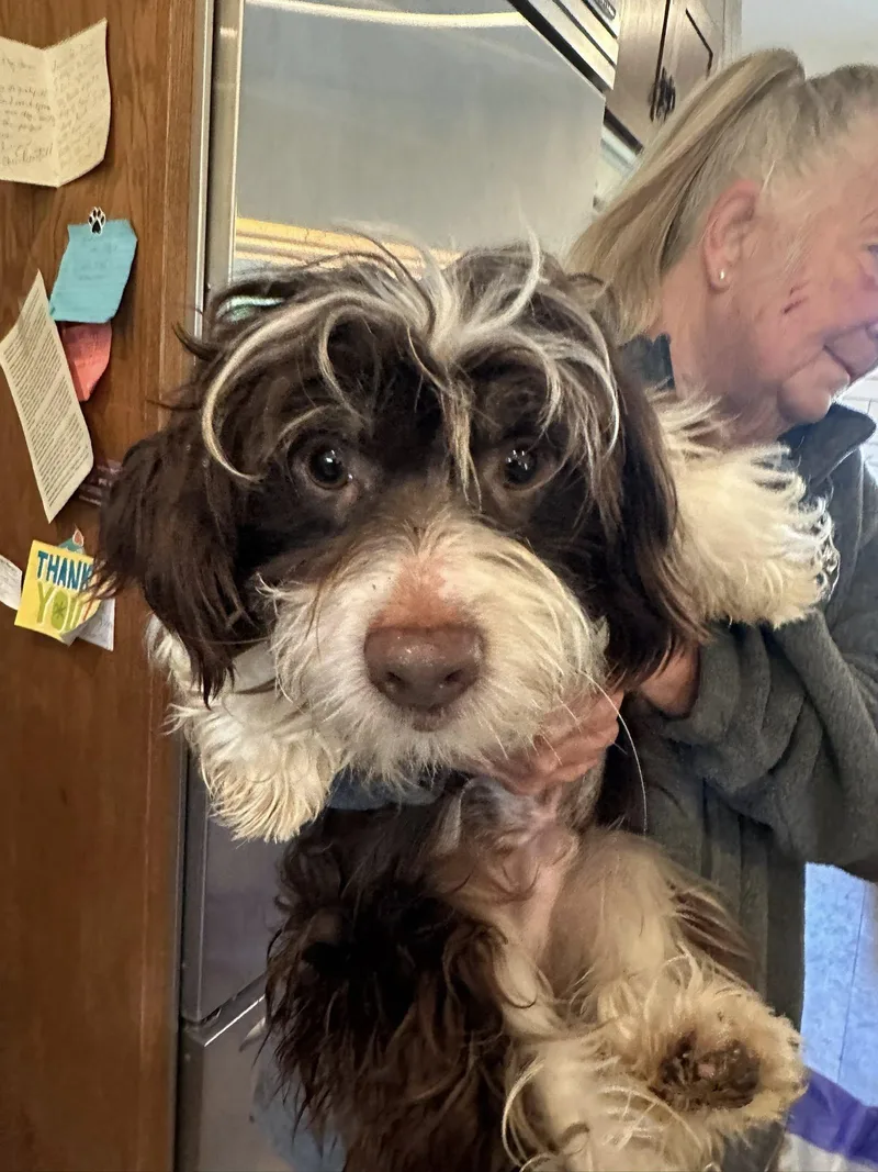 An adult small-sized male White / Cream Shih poo dog named Abbott for adoption in Agua Dulce, CA