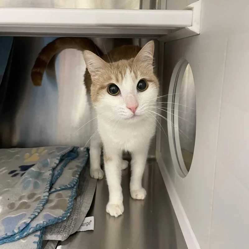 An adult medium-sized female White Domestic Short Hair cat named Princess for adoption in Warwick, RI