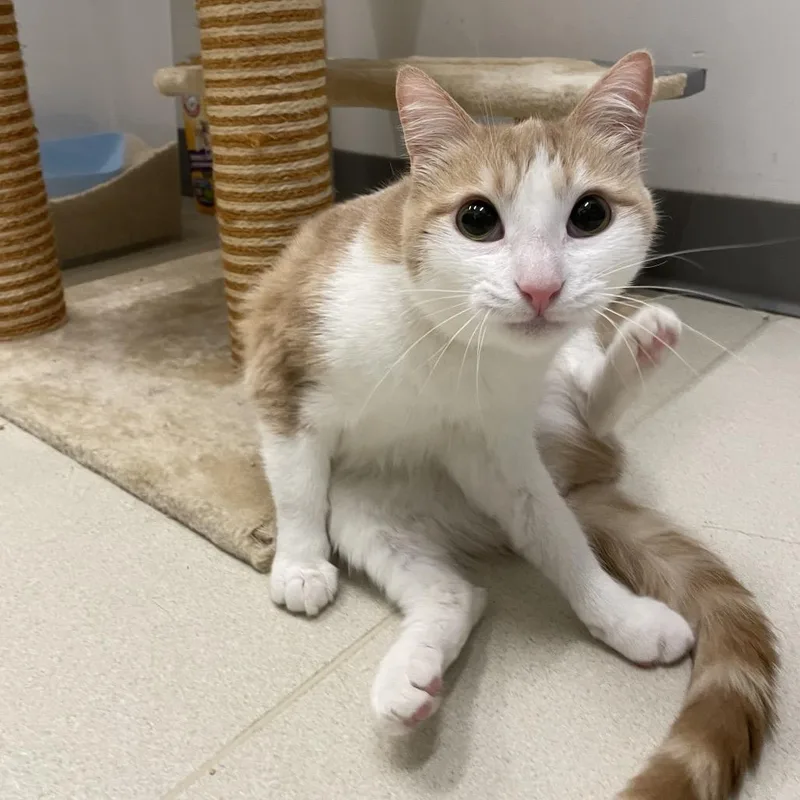 Princess thumbnail 2